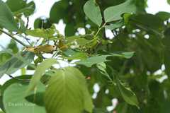 Desmodium umbellatum